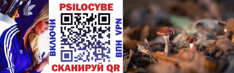 Галлюциногенные грибы Psilocybe  купить наркоту  Волосово 